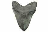 Fossil Megalodon Tooth - Massive River Meg #259699-2